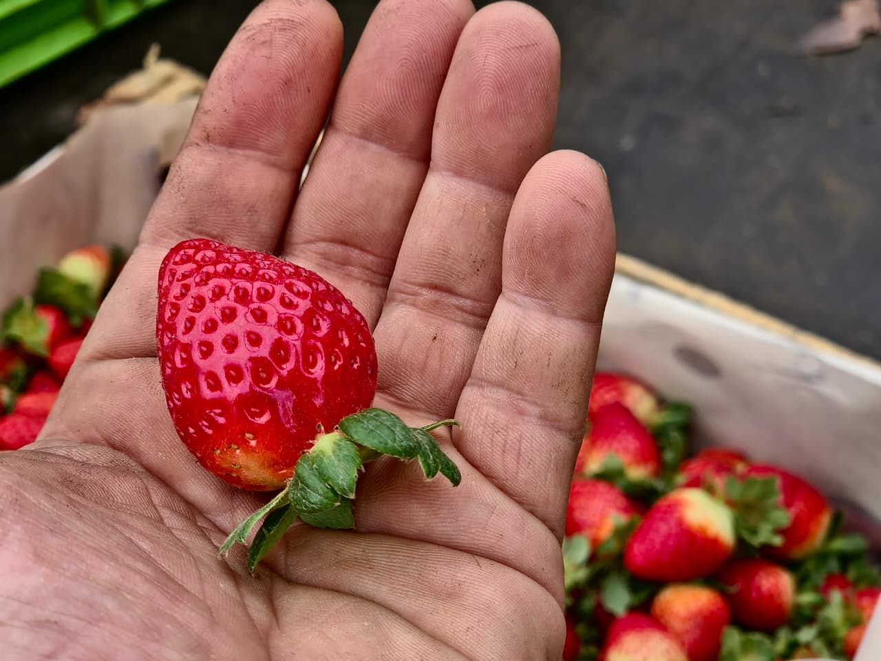 Fresas San Andrea - Imagen 2