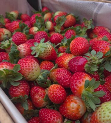 Fresas San Andrea