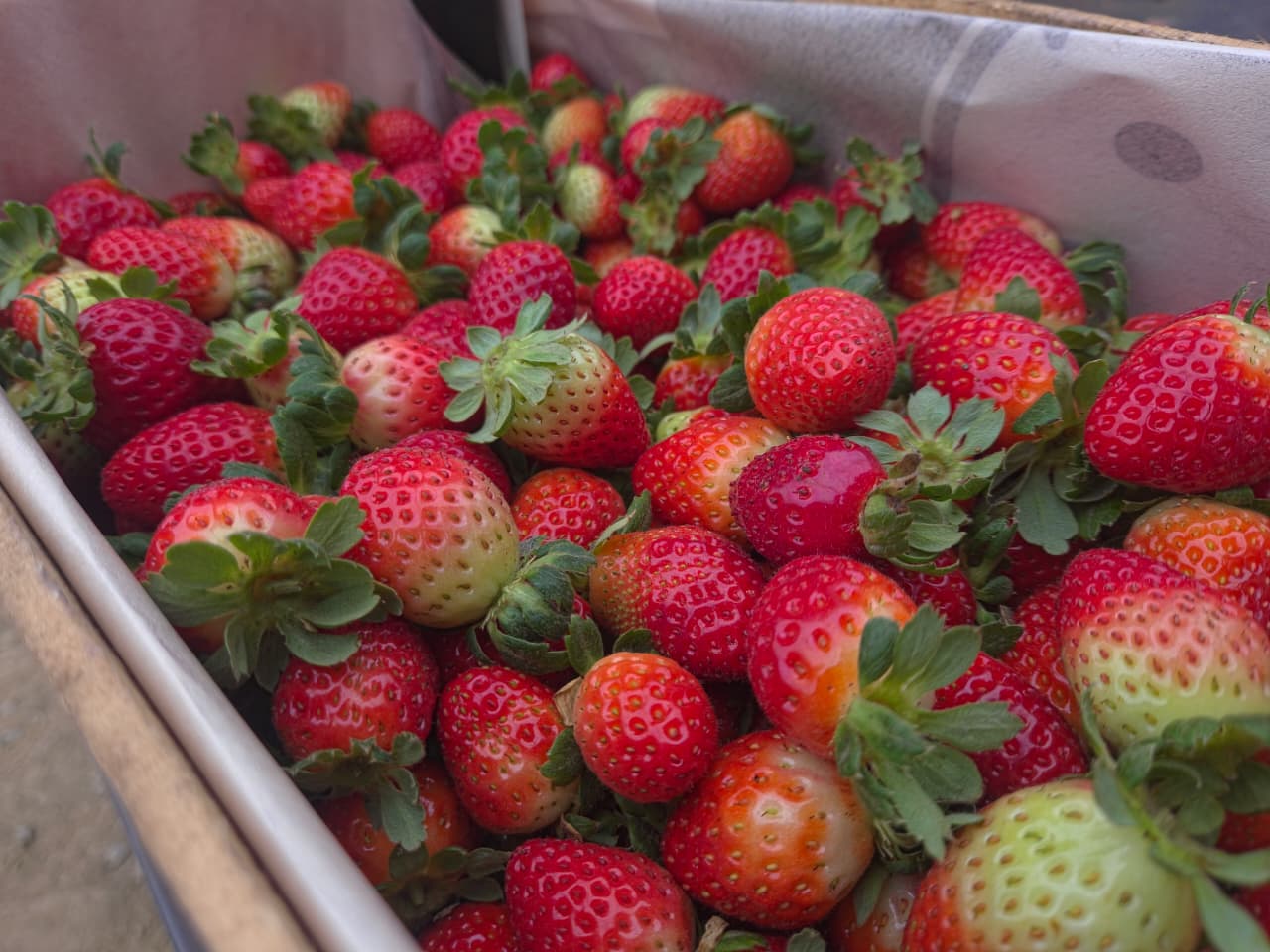 Fresas San Andrea